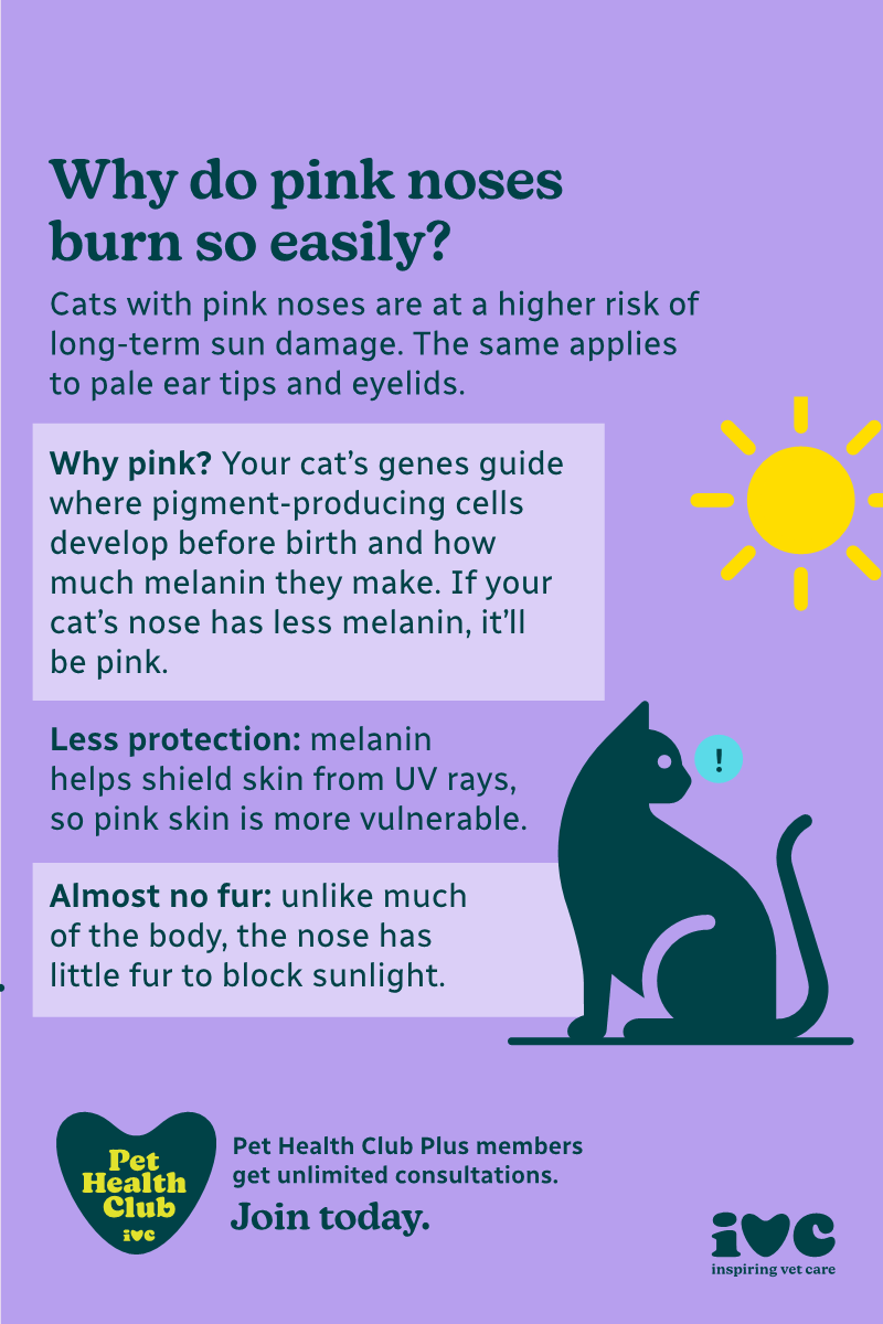 Sunburn and cats with pink noses infographic If your cat has a pink nose, they might benefit more from cat sunscreen than other cats. Our infographic explains why.