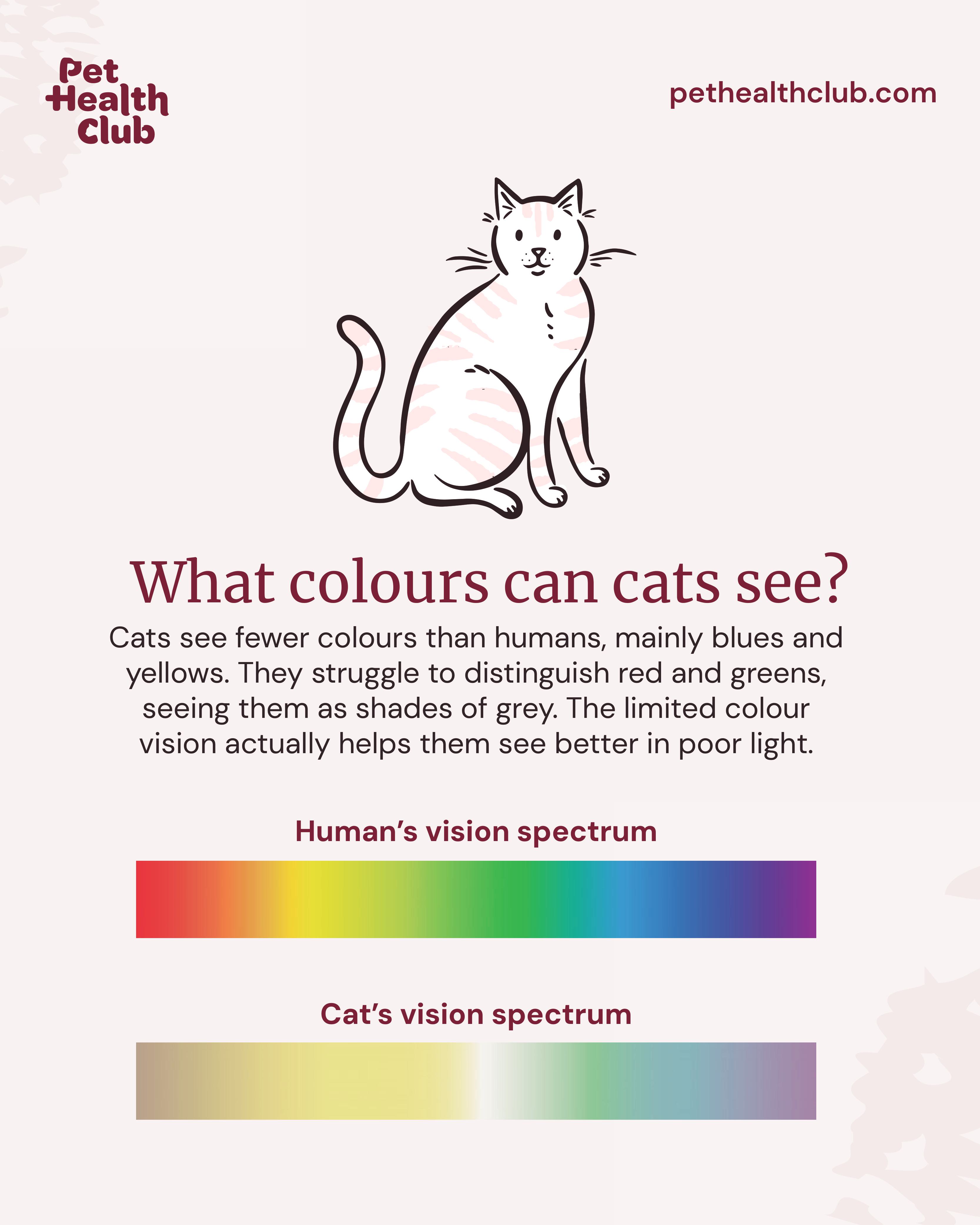 What colours can cats see infographic Infographic on what colours can cats see best