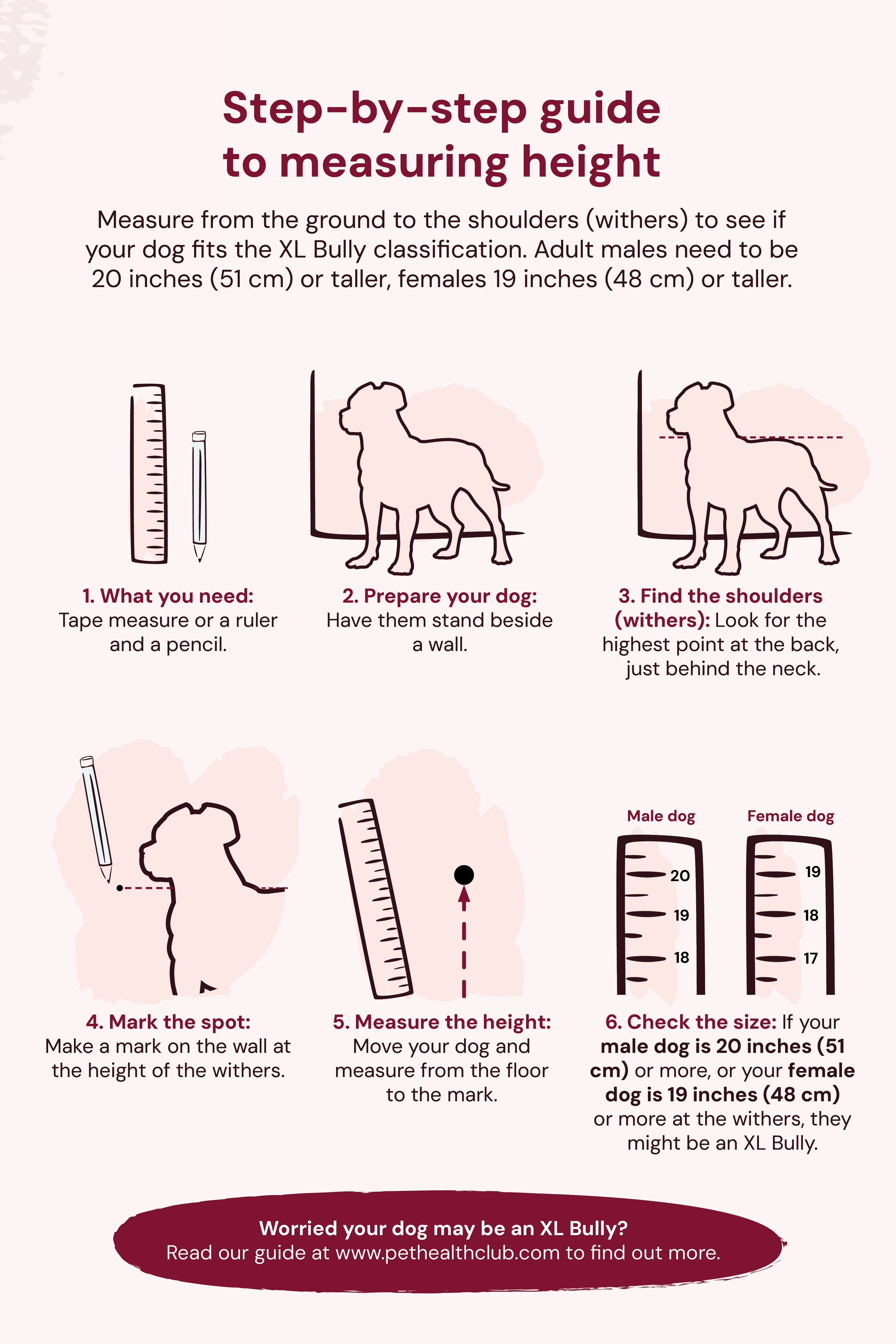 Infographic about XL Bully dog ban – Page 3 of 3 Infographic about XL Bully dog ban