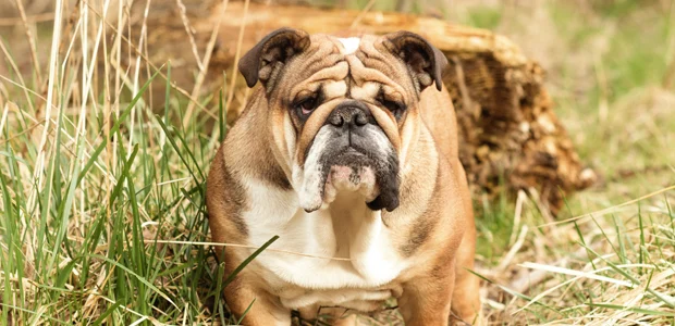 British Bulldog with skin folds British Bulldog with skin folds