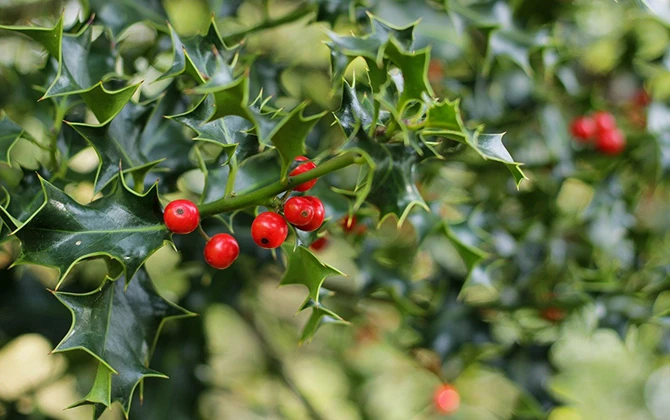 mistletoe.jpg Red berries on holly