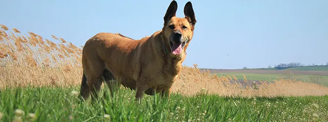 Lyme Disease in Dogs - Symptoms & Treatment two dogs in field with tall grass