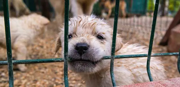 small-dirty-puppy.jpg puppy in cage
