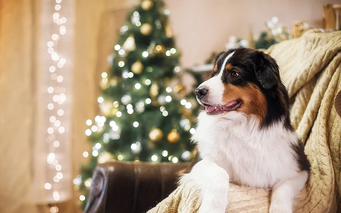 dog-and-christmas-tree.jpg A comfortable dog at Christmas time, with a decorated Christmas tree in the background. But is this Christmas tree dangerous to dogs?