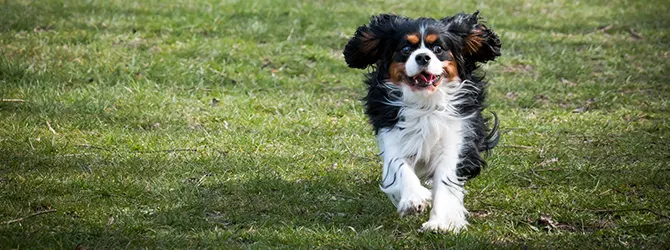 Cavalier King Charles Spaniel - Is It the Right Breed for You? brown cavalier king charles spaniel in field