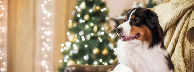 9 Christmas Foods that are Dangerous to Pets adorable dog infront of christmas tree