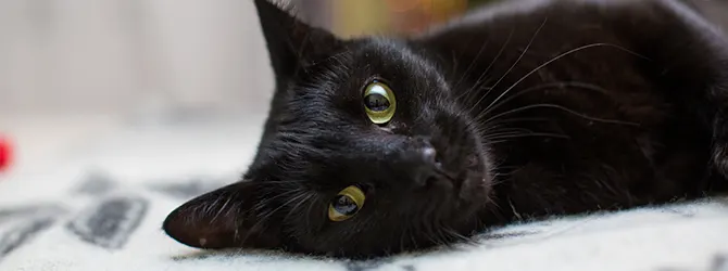 Cat Cataracts - Signs Of Feline Cataracts beautiful black cat lying down
