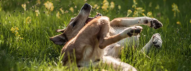 How to Teach Your Dog to Roll Over dog rolling over in field