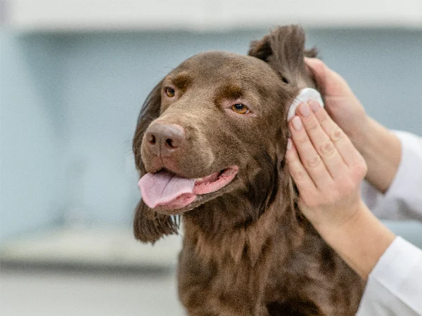 Dog having ears cleaned Dog having ears cleaned