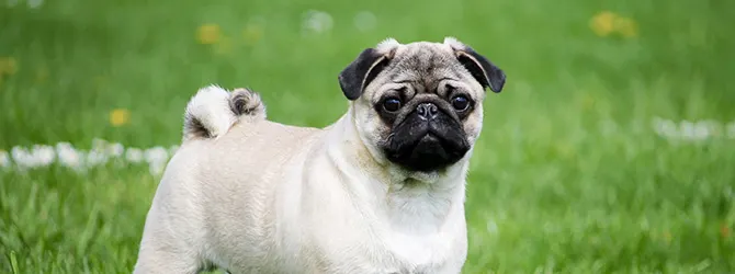 Pug | Owner's Guide pale coloured pug with black snout