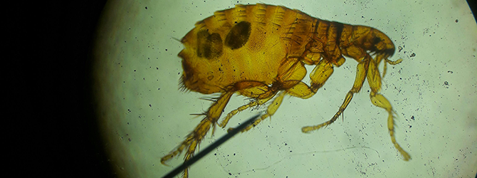 Close-up photo of a cat flea If you're wondering 'what do cat fleas look like', here's one up-close. The image is attached to an article on cat fleas, what they look like, and how to get rid of them.