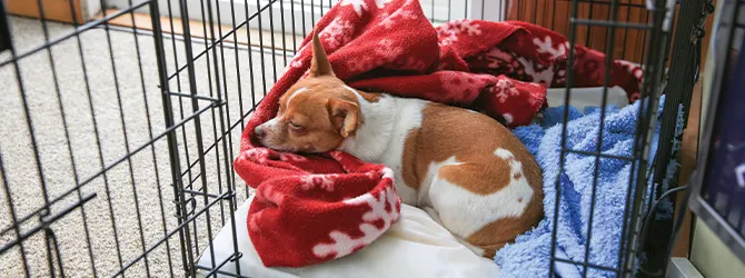 How To Crate Train A Dog Dog sleeping
