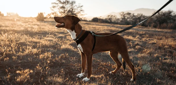 brown dog walking on a lead in field brown dog walking on a lead in field