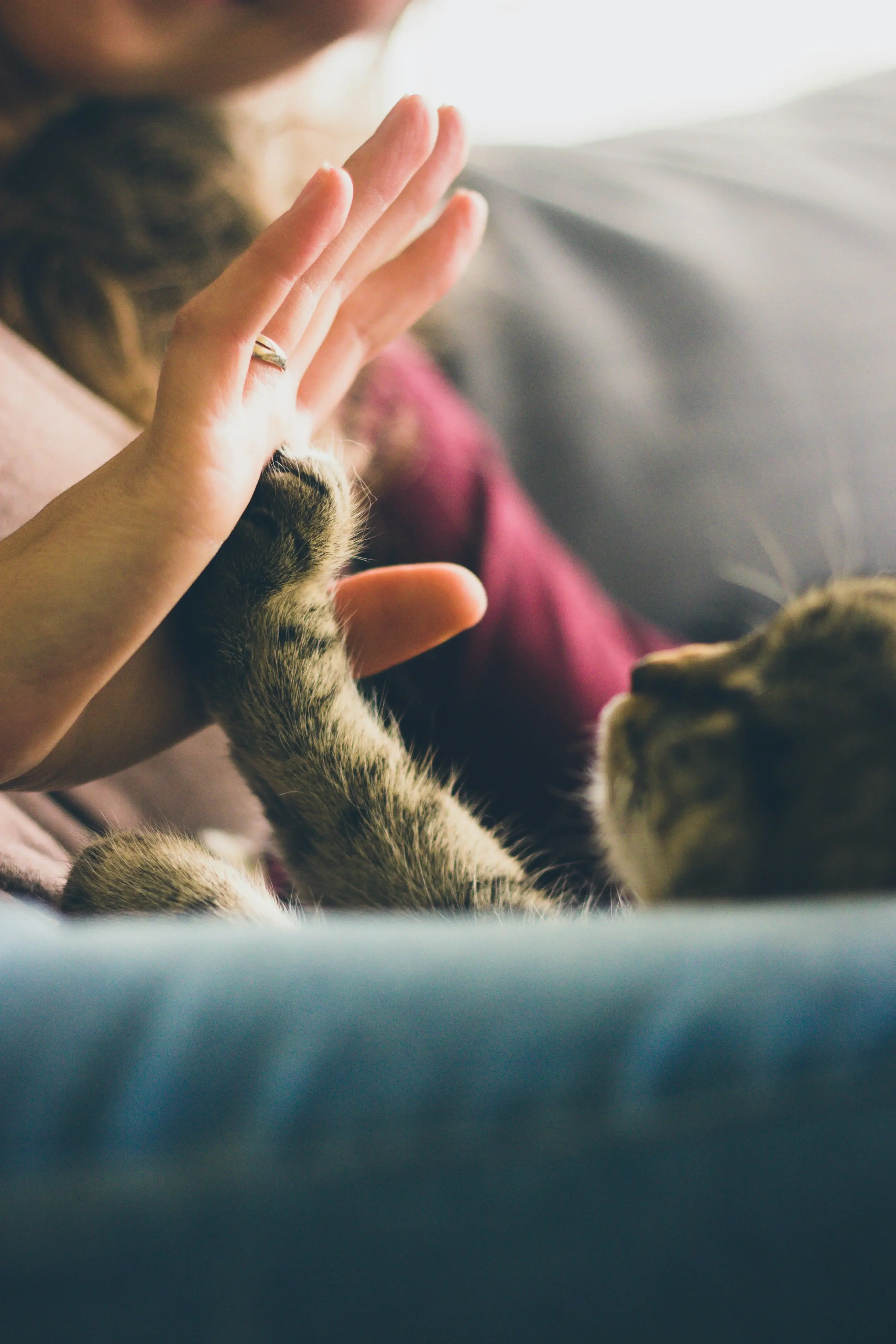 cat and owner high five cat and owner touching hands