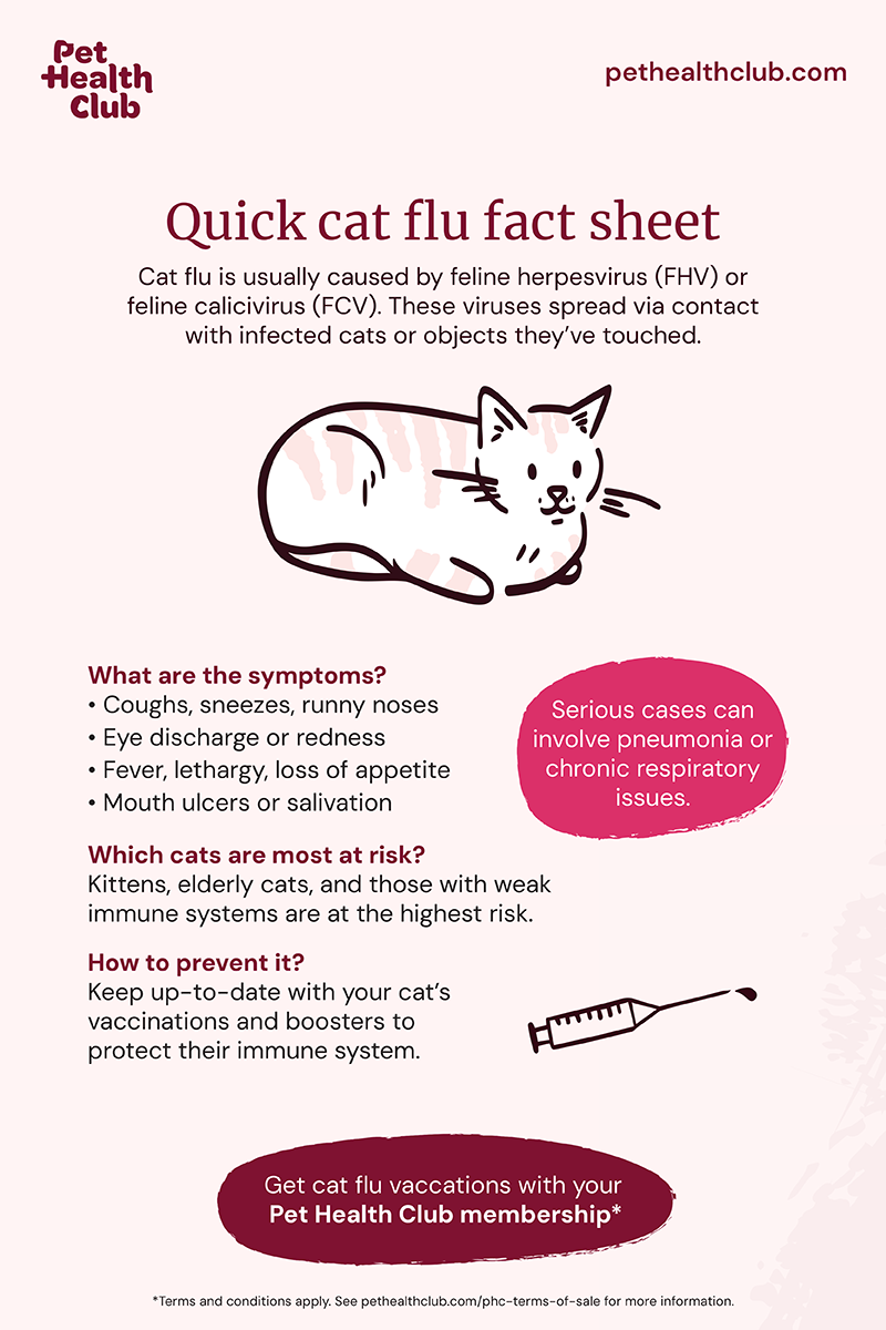Pet Health Club cat flu fact sheet A Pet Health Club infographic on the key facts of cat flu, a nasty illness caused by feline calicivirus or herpesvirus.