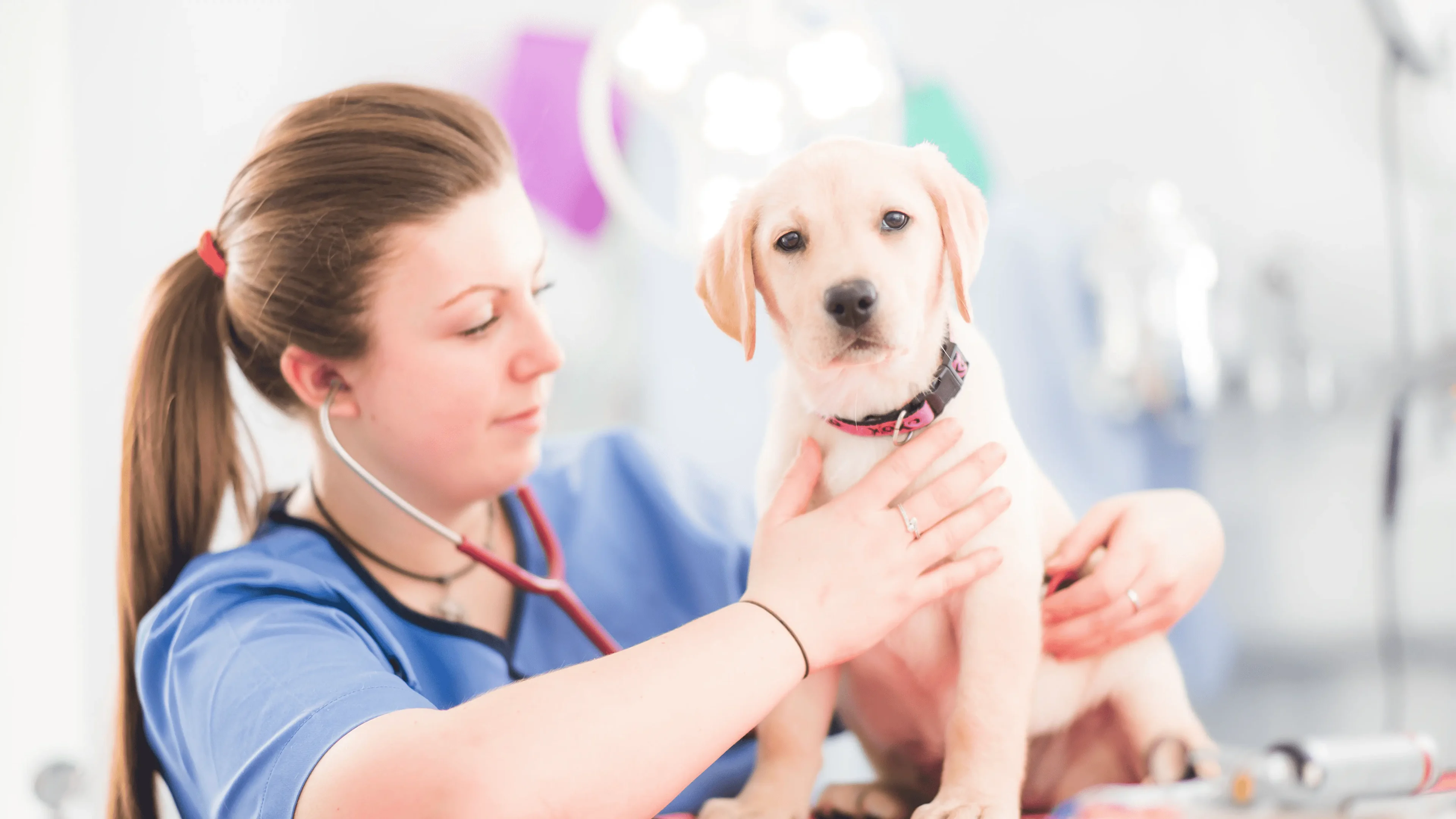 Zetland Vet Group-nurse-female-Rebecca Mills-puppy-1 1-min Vet examining labrador puppy