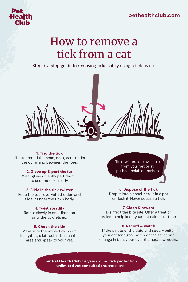 Pet Health Club infographic on how to remove a tick from a cat Infographic guide to how to remove a tick from a cat, covering the tools you'll need, and the step-by-step of what to do once you have them.