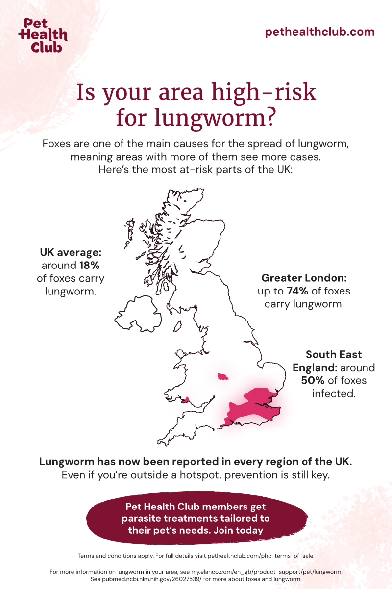 Pet Health Club infographic on high-risk areas for lungworm An infographic showing where the highest-risk areas for lungworm are in the UK. Lungworm often spreads through foxes, so cities are hotspots.
