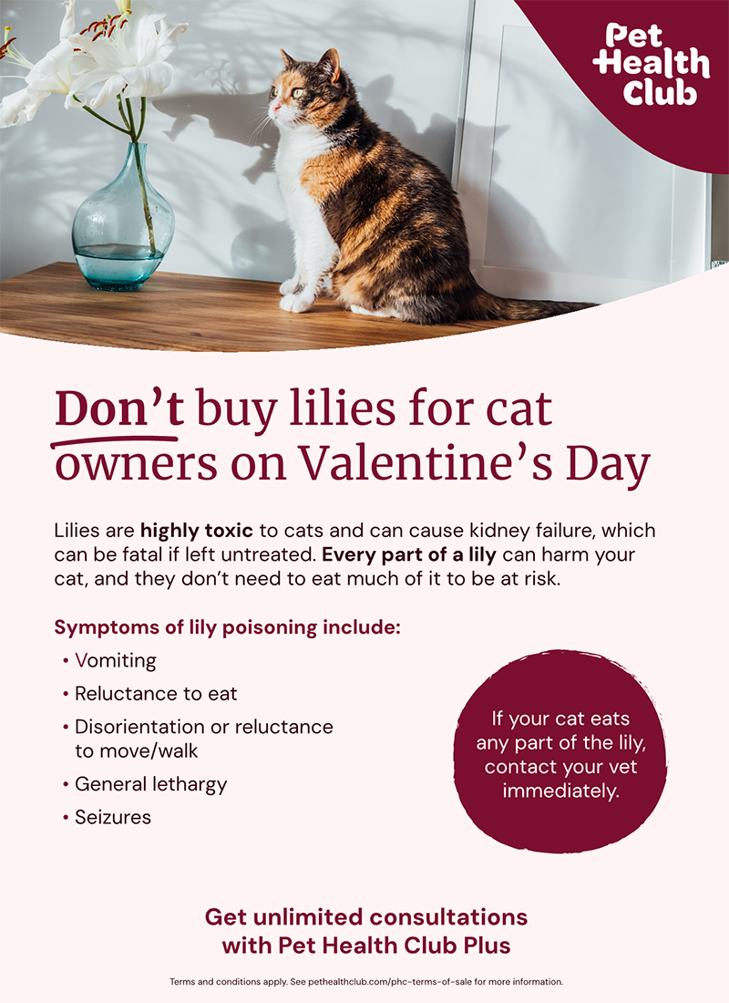 Pet Health Club infographic on why it is important to not buy lilies for cat owners on Valentine's Day An infographic on why it is important to not by lilies for cat owners on Valentine's Day.