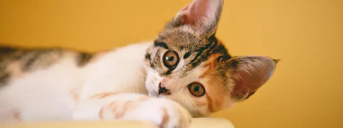 A playful kitten lolling about Photo of a curious kitten for an article answering common kitten FAQs.