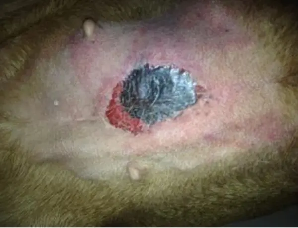alabama rot symptom where there is an open sore on the dogs belly alabama rot symptom where there is an open sore on the dogs belly