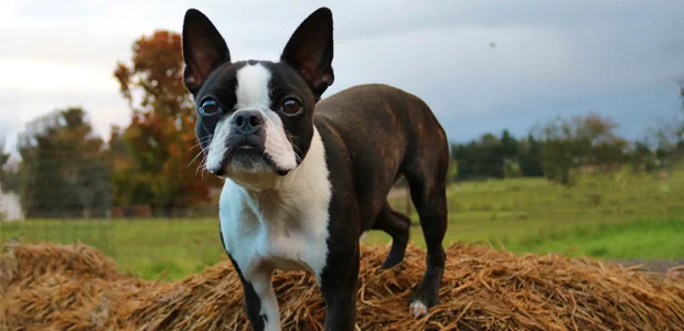 brown and white boston terrier standing in a field brown and white boston terrier standing in a field
