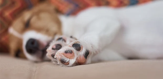 sleeping jack russel sleeping jack russel