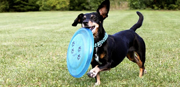 dachshund-body-1.jpg Dachshund dog on grass with blue frisbee in mouth
