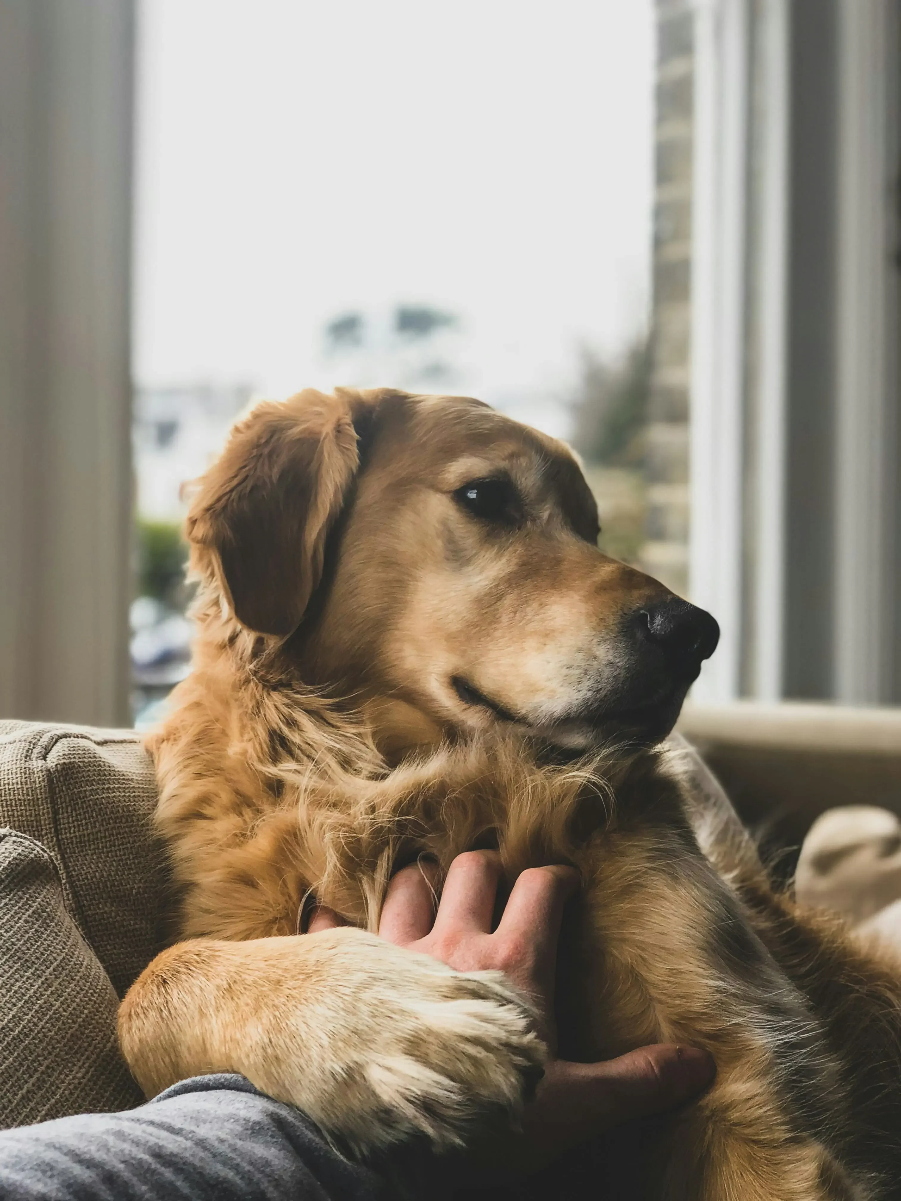 owner stroking dog owner stroking dog