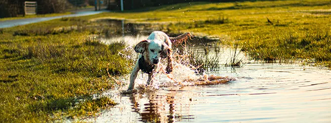 Blue-green algae poisoning in dogs - What To Look For blue-green algae poisoning in dogs