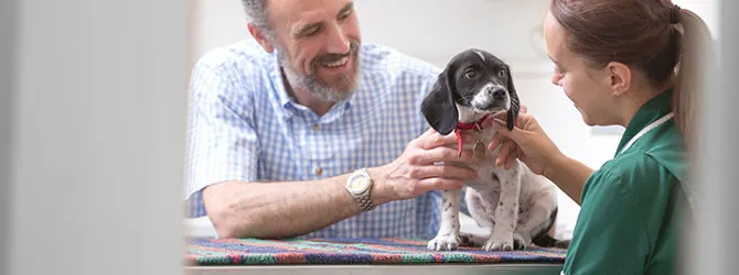 Dog health plan - Get the best care for your dog benefits of pet health plans for dogs