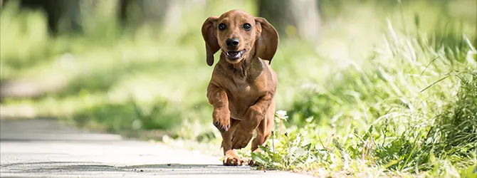 Dachshund breed guide black dachshund sitting on grass