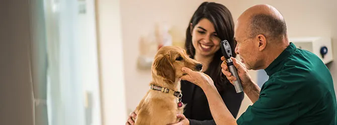 Cataracts In Dogs - Stages Of Dog Cataracts Dog having a eye examination