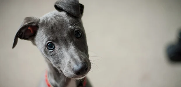 whippet puppy close-up whippet puppy close-up