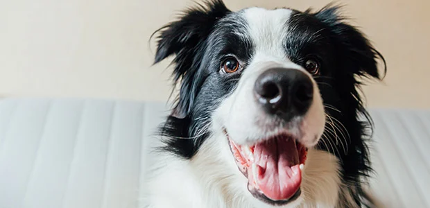 happy looking collie happy looking collie