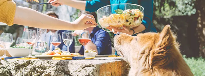 BBQ safety: 7 Tips for Pet Owners dog sniffing bowl of food at bbq