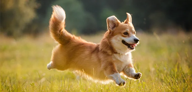 Corgi running through a field Corgi running through a field