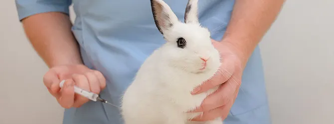 RVHD In Rabbits: Vaccinations for Rabbits Photo of a rabbit receiving a vaccination shot to protect against rabbit viral haemorrhagic disease (RVHD), emphasising the importance of preventative healthcare for rabbits.