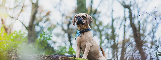 Puggle | Owner's Guide puggle looking up