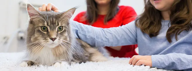 Skin Cancer In Cats - Types and Treatment cat being stroked in veterinary surgery