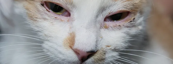 Feline Herpesvirus - Cat Herpes Symptoms Cat showing symptoms of feline herpesvirus, a common viral infection in cats, with eye discharge, highlighting the importance of early detection and treatment for feline herpes.