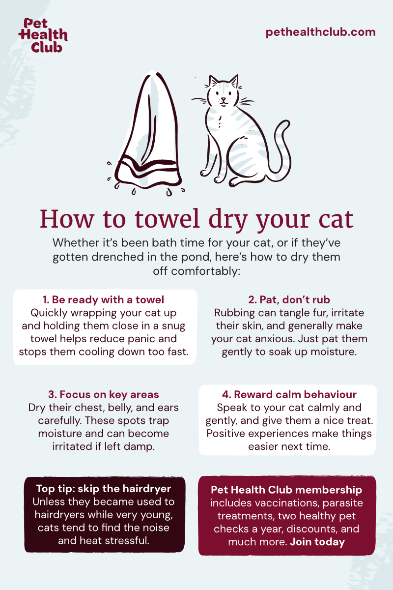 Pet Health Club infographic on how to towel dry your cat Drying a wet cat can be a struggle. This infographic gives four top tips on how to towel dry your cat, plus advice on why not to use a hairdryer.