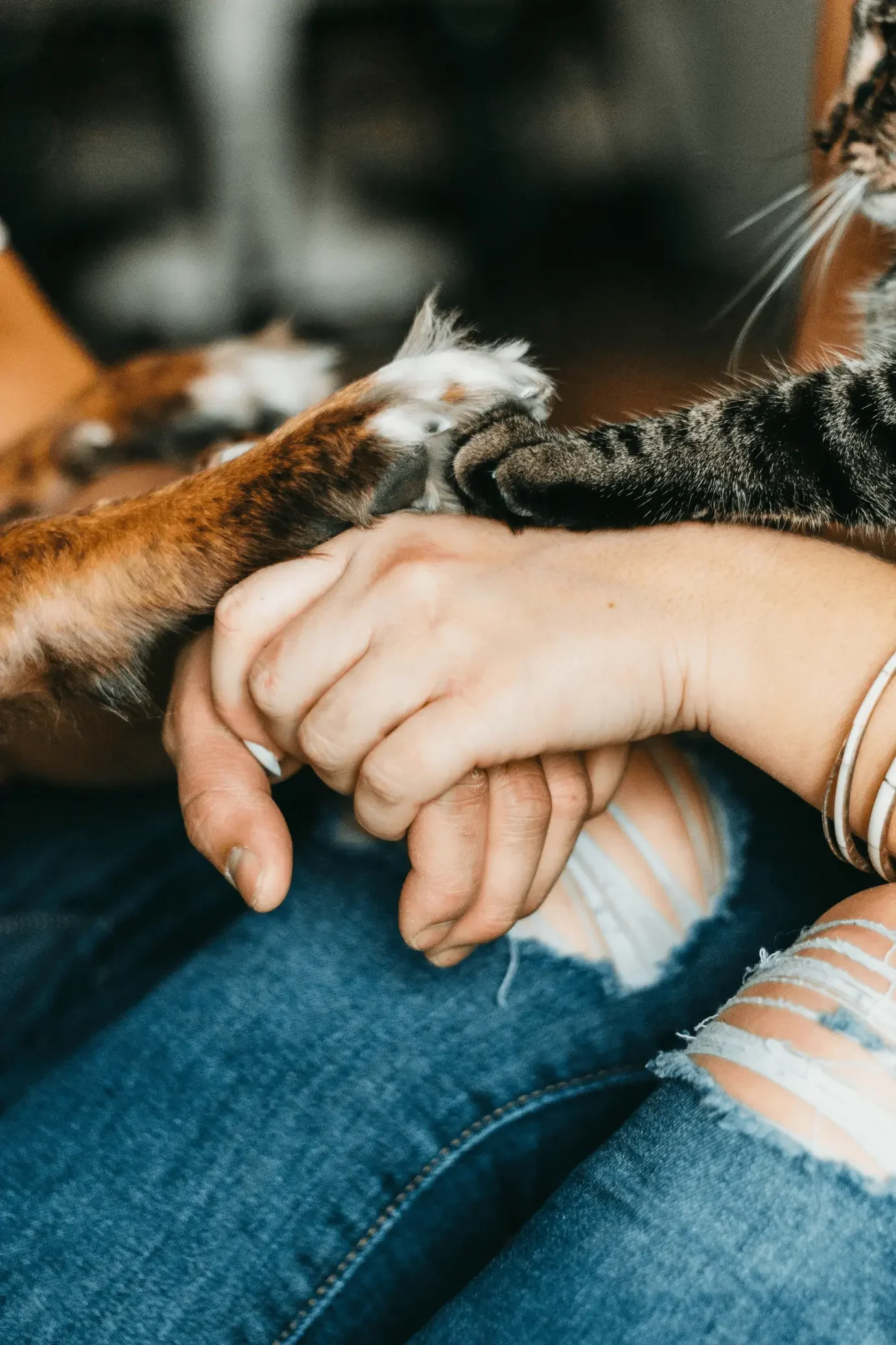 Cat Dog and owner holding hands cat paw, dog paw, humans holding hands