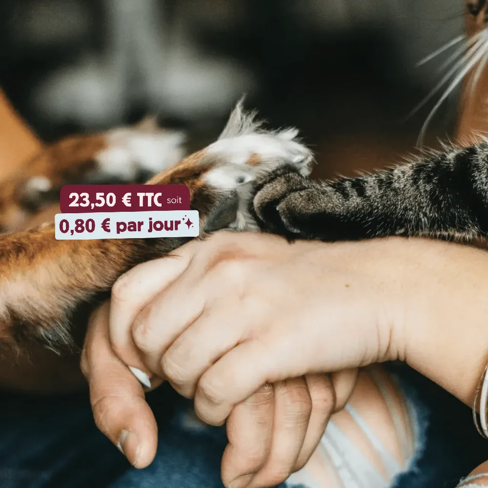 Club santé animale cat paw, dog paw, humans holding hands