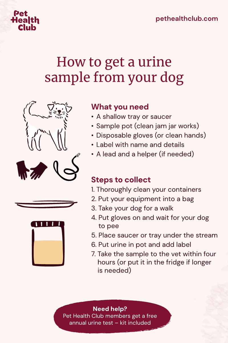 Pet Health Club infographic on how to get a urine sample from your dog Infographic outlining how to get a urine sample from your dog, including the equipment you need and the steps to take.