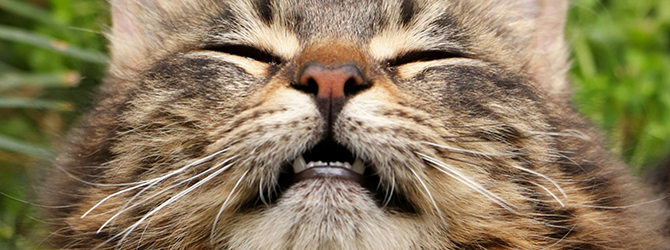 A cat about to sneeze A cat sneezing close to the camera