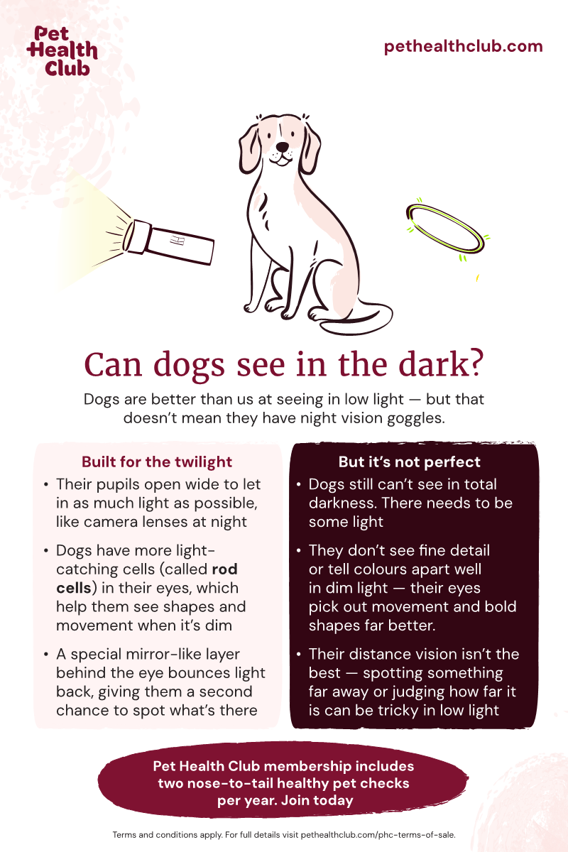 Infographic on whether dogs can see in the dark Infographic answering the question "Can dogs see in the dark?" for an article on dog road safety. It turns out dogs have better vision than we do in the dark, but it's nowhere near perfect.