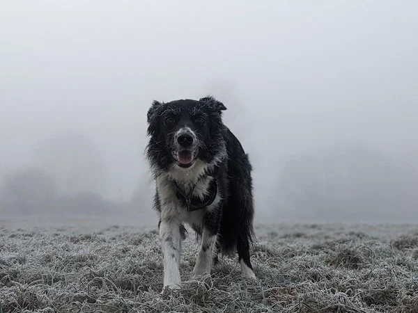 image for Safe temperature to walk dog image for Safe temperature to walk dog