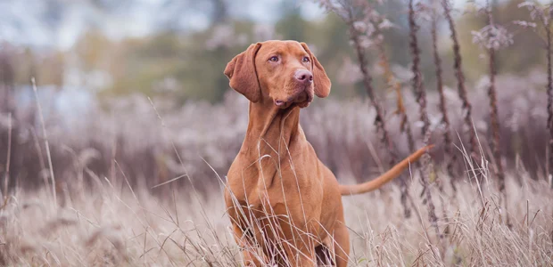 vizsla in an autumnal scene vizsla in an autumnal scene