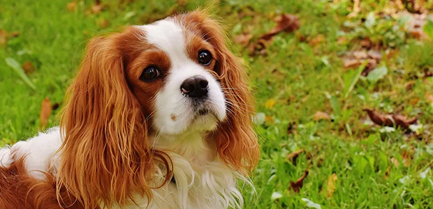 cavalier-king-charles-body-1.jpg king charles dog